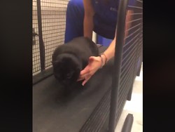 Viral! Kucing Tergemuk Ikut Program Penurunan Berat Badan