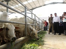 Jawa Timur Sumbang Populasi Sapi Terbanyak Secara Nasional