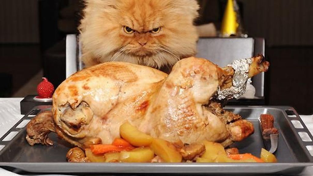 Ekspresi Kocak Saat Kucing Curi Makanan Ini Bikin Gemas dan Ngakak Ekspresi Kocak Saat Kucing Curi Makanan Ini Bikin Gemas dan Ngakak