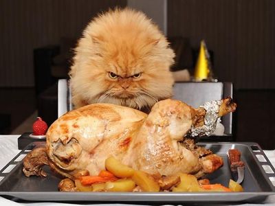 Ekspresi Kocak Saat Kucing Curi Makanan Ini Bikin Gemas dan Ngakak