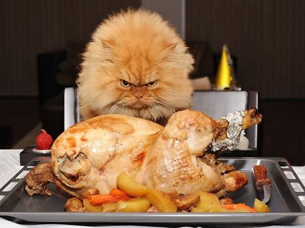 Ekspresi Kocak Saat Kucing Curi Makanan Ini Bikin Gemas dan Ngakak