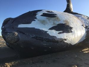 Penampakan Bangkai Paus Terancam Punah yang Ditemukan di Kanada