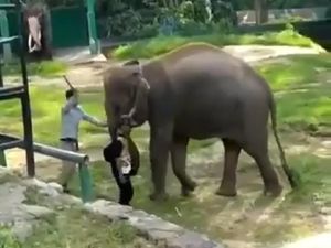 Video Gajah Kesakitan Dipukul Viral, Disparpora Bukittinggi Minta Maaf