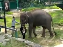 Video Gajah Kesakitan Dipukul Viral, Disparpora Bukittinggi Minta Maaf
