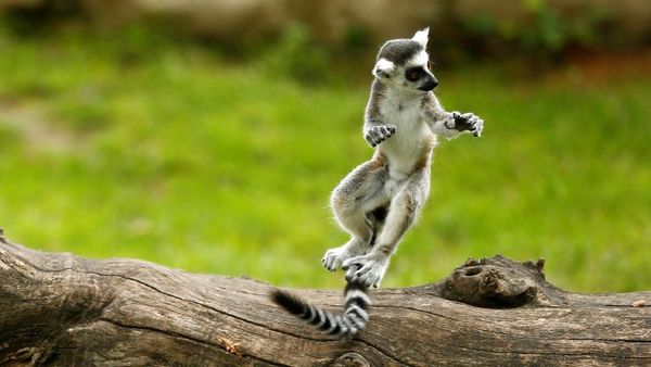 Melihat Tingkah Lucu Lemur Ekor Cincin