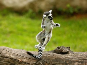 Melihat Tingkah Lucu Lemur Ekor Cincin