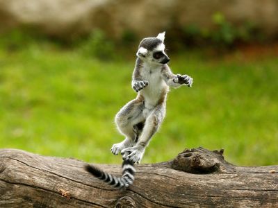 Melihat Tingkah Lucu Lemur Ekor Cincin