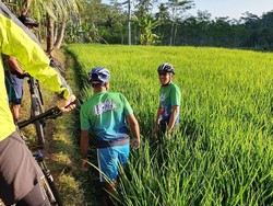 Duh! Saking Semangatnya Bersepeda, Sandiaga Nyemplung ke Sawah