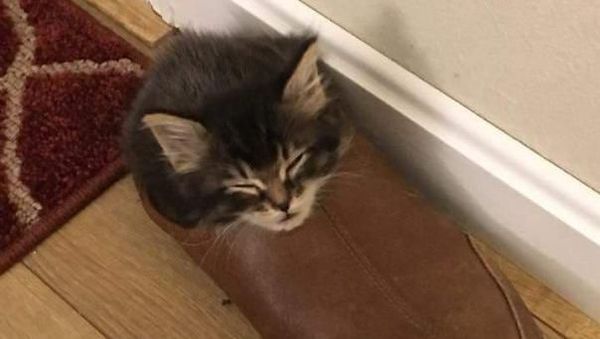 Pose Tidur Kucing-kucing Ini Bikin Auto Gemas Deh