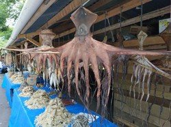 Ke Aceh Besar, Bawa Oleh-oleh Ikan Asin Ya