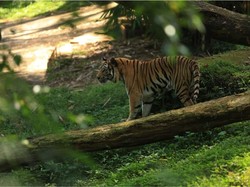 Miris! Ada Banyak Satwa Endemik Indonesia yang Terancam Punah