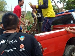 BKSDA Jabar Evakuasi 2 Ular Piton Temuan Warga di Sungai Citarum
