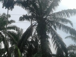 Pemuda di Asahan Tewas Kesetrum Saat akan Tangkap Perkututnya