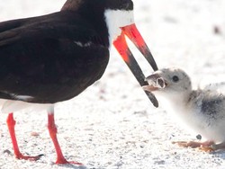 Viral Foto Miris Burung Laut Beri Makan Anaknya Puntung Rokok