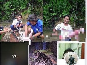 TKI yang Pose dengan Macan Dahan Dikuliti Ngaku Tak Menguliti