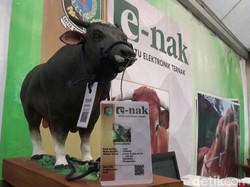 Sapi Di Banyuwangi Punya KTP dan Asuransi