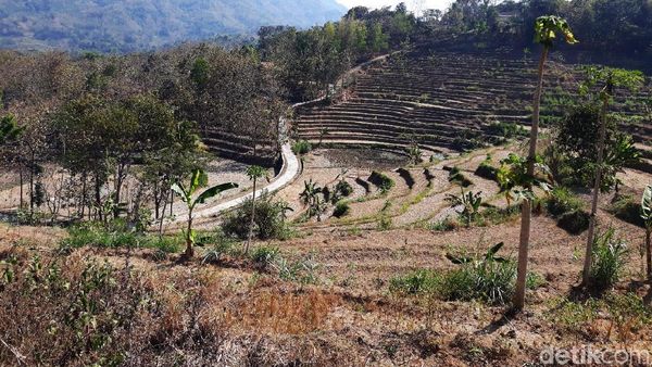 Potret Kekeringan yang Sebabkan Gagal Panen di Gunungkidul