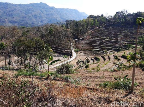 Potret Kekeringan yang Sebabkan Gagal Panen di Gunungkidul