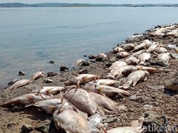 Jutaan Ikan di Waduk Kedungombo Mati Mendadak, Petani di Boyolali Siaga