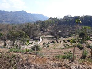 Puso Diterjang Kemarau, Padi Gagal Panen di Gunungkidul Jadi Pakan Sapi