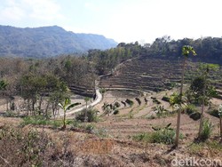 Puso Diterjang Kemarau, Padi Gagal Panen di Gunungkidul Jadi Pakan Sapi