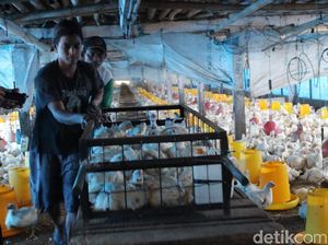 Peternak Ayam Merugi Imbas Harga Anjlok, Populasi Diprediksi Turun 40%