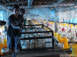 Harga di Peternak Naik, Kementan Klaim Harga Ayam di Konsumen Stabil