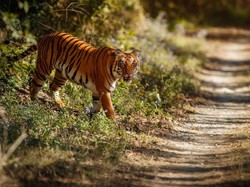 Viral Pemotor Dikejar Harimau, Ternyata...