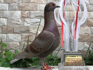 Ragam Prestasi Jayabaya, Merpati Rp 1 M Ragam Prestasi Jayabaya, Merpati Rp 1 M