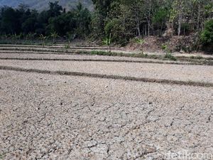 9.358 Ha Sawah Gagal Panen, Stok Beras Aman?