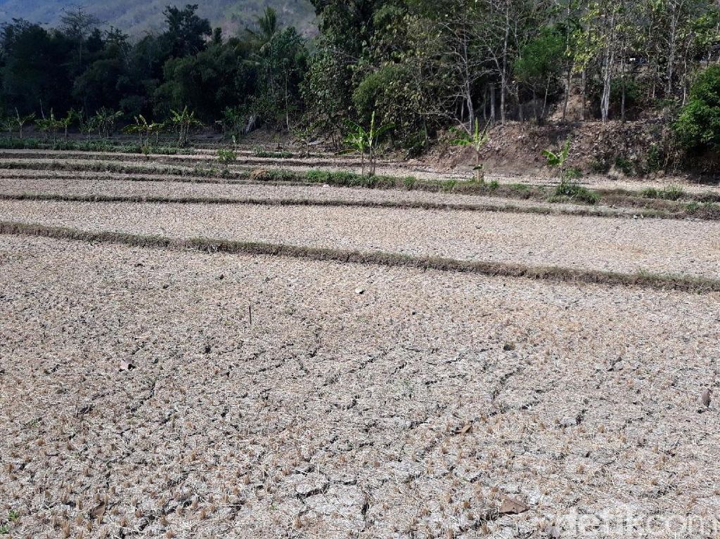 9.358 Ha Sawah Gagal Panen, Stok Beras Aman? 9.358 Ha Sawah Gagal Panen, Stok Beras Aman?