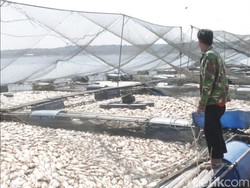 Suhu Air Waduk Kedungombo Berubah, Petani Ikan di Sragen Merugi