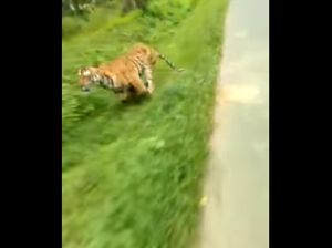 Lagi Asyik Riding, Pengendara Motor Ini Dikejar Harimau