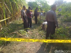 Seorang Pria Ditemukan Tewas Terluka di Kebun Pepaya, Polisi Selidiki