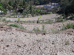 Duh! 8.173 Ha Sawah di Banten Gagal Panen