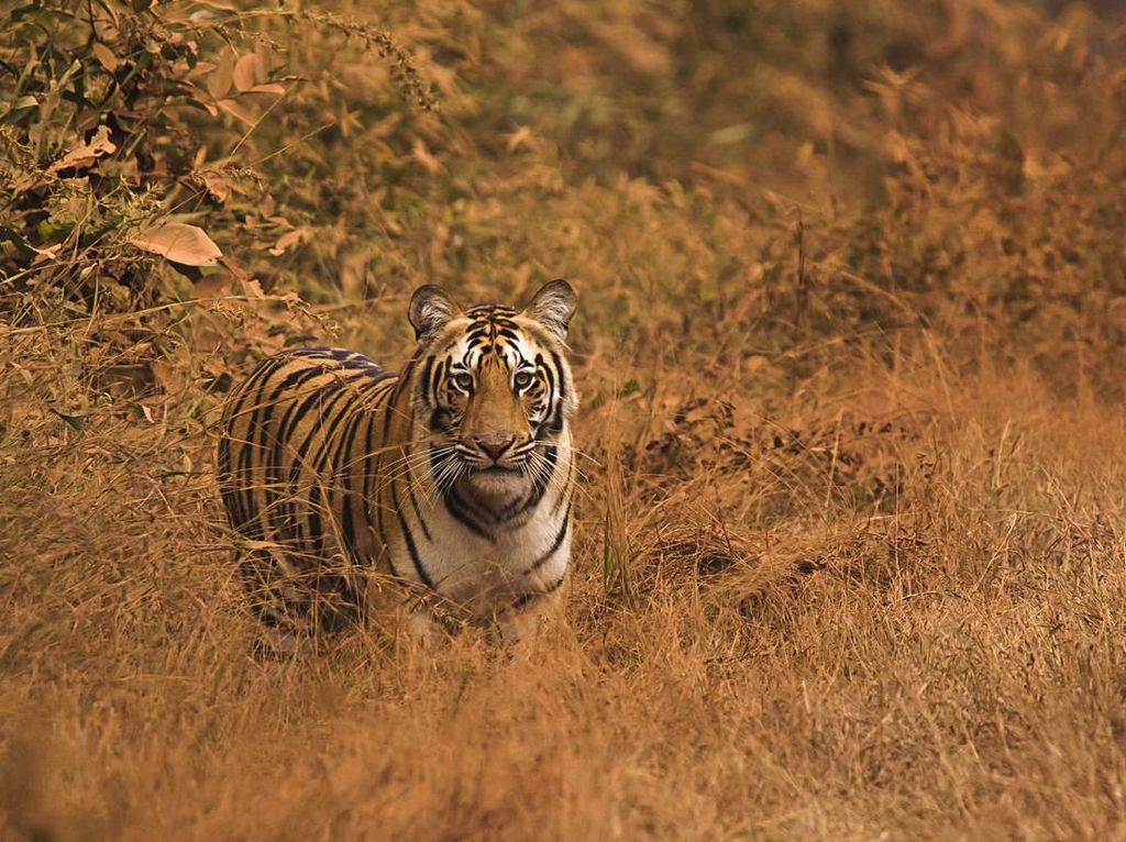 Viral Harimau Serang Wisatawan di Pagaralam, BKSDA Sumsel Turun Tangan Viral Harimau Serang Wisatawan di Pagaralam, BKSDA Sumsel Turun Tangan