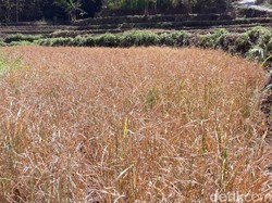 31.000 Ha Sawah Gagal Panen, Stok Beras Aman?
