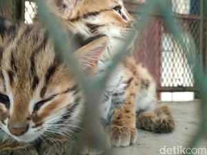 BBKSDA Jabar Selamatkan 3 Jenis Satwa Liar Dilindungi