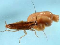 Era Kecoa Super Kebal Insektisida, Hampir Mustahil Dibunuh