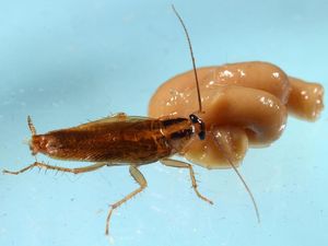 Era Kecoa Super Kebal Insektisida, Hampir Mustahil Dibunuh Era Kecoa Super Kebal Insektisida, Hampir Mustahil Dibunuh