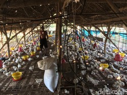 Harga Ayam Anjlok Sejak 2018, Peternak Rugi Rp 5 T