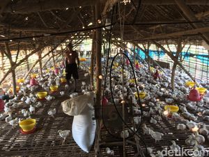 Peternak Nggak Akan Rugi Jika Harga Pakan dan Anak Ayam Naik, Asal... Peternak Nggak Akan Rugi Jika Harga Pakan dan Anak Ayam Naik, Asal...