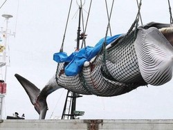 Sempat Disetop 30 Tahun, Perburuan Paus Komersial Kembali Dilakukan Jepang