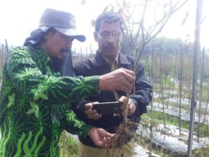 Kementan Berhasil Identifikasi Penyakit Tanaman Cabai di Magetan