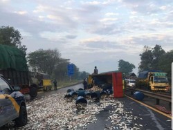 Truk Muat Mujair Terguling, Tol Sidoarjo Arah Porong Sempat Macet