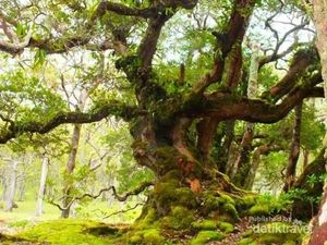 Bukan di Negeri Dongeng, Ini di NTT