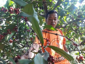 Melirik Potensi Kopi Liberika Karawang yang Merambah Rusia