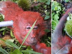 Tertangkap Curi Durian, Monyet Ini Diberi Hukuman Oleh Pemilik Kebun