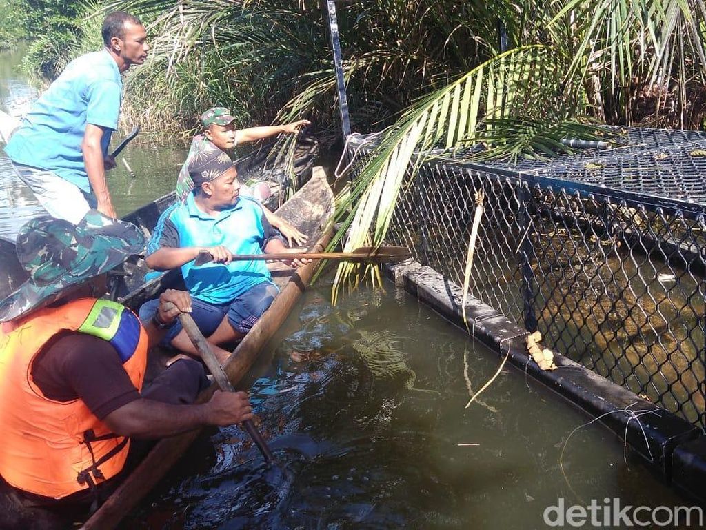 Buaya yang Terkam Anggota Satpol PP Aceh Jaya Ditangkap Buaya yang Terkam Anggota Satpol PP Aceh Jaya Ditangkap
