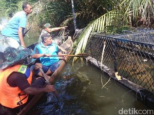 Buaya yang Terkam Anggota Satpol PP Aceh Jaya Ditangkap Buaya yang Terkam Anggota Satpol PP Aceh Jaya Ditangkap